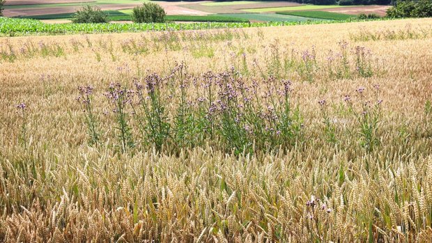 Ackerkratzdisteln in Ackerkratzdisteln in Weizen – soweit sollte es nicht kommen. Die Behandlung braucht Geduld und sollte bei warmem Wetter erfolgen.Bild: A. Distel, LZ Liebegg