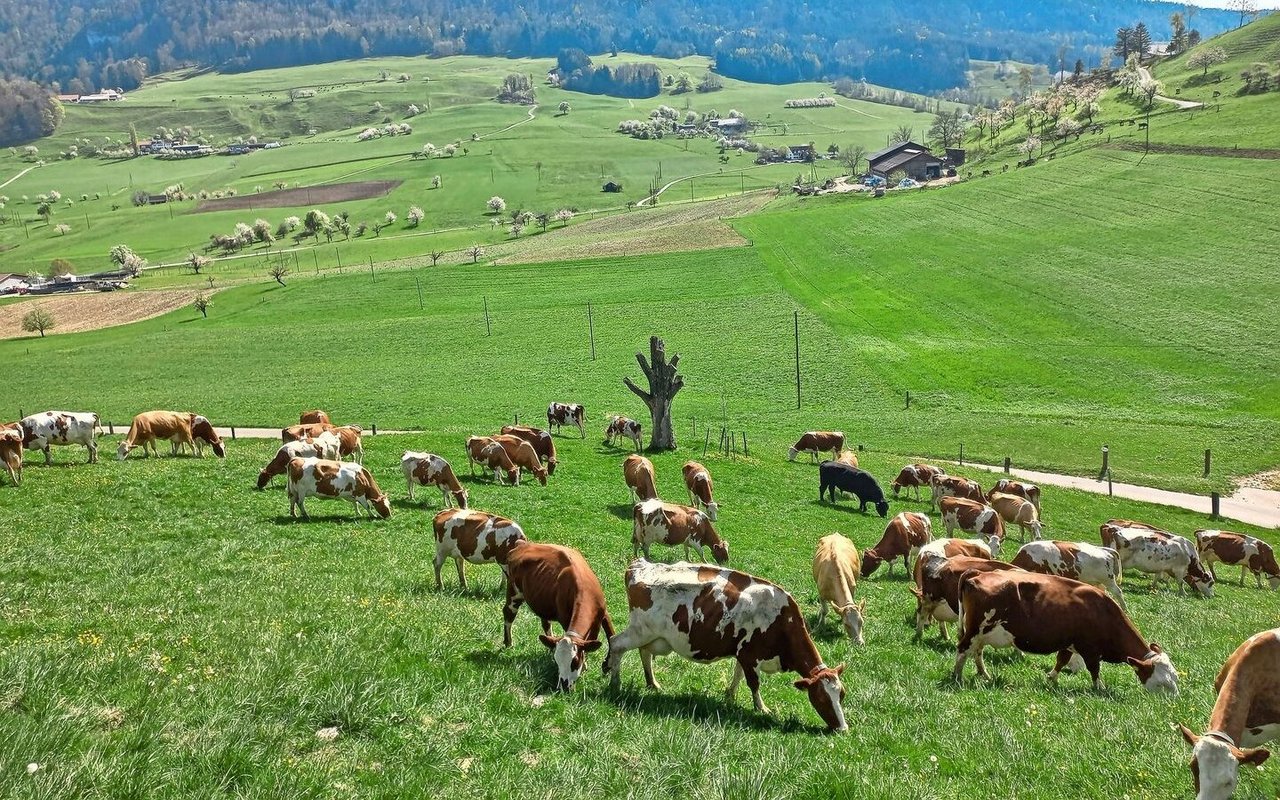 Belastete Böden können dazu führen, dass PFAS über das Futter von Nutztieren aufgenommen werden und sich in der Milch und im Fleisch anreichern.