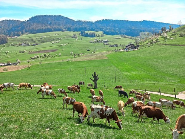 Belastete Böden können dazu führen, dass PFAS über das Futter von Nutztieren aufgenommen werden und sich in der Milch und im Fleisch anreichern.
