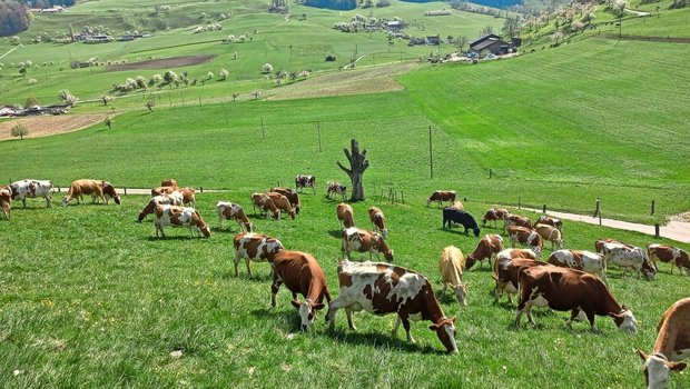 Belastete Böden können dazu führen, dass PFAS über das Futter von Nutztieren aufgenommen werden und sich in der Milch und im Fleisch anreichern.