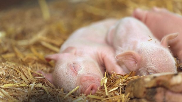 Reform Schweinegesundheitsdienst SGD Ein kleines Ferkel schläft im Stroh.