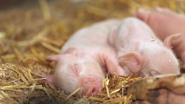 Ein kleines Ferkel schläft im Stroh.