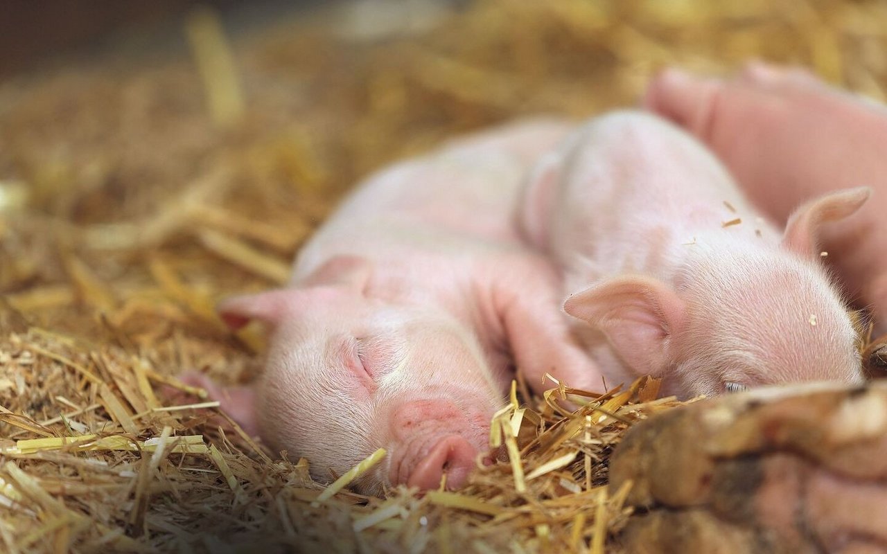 Ein kleines Ferkel schläft im Stroh.