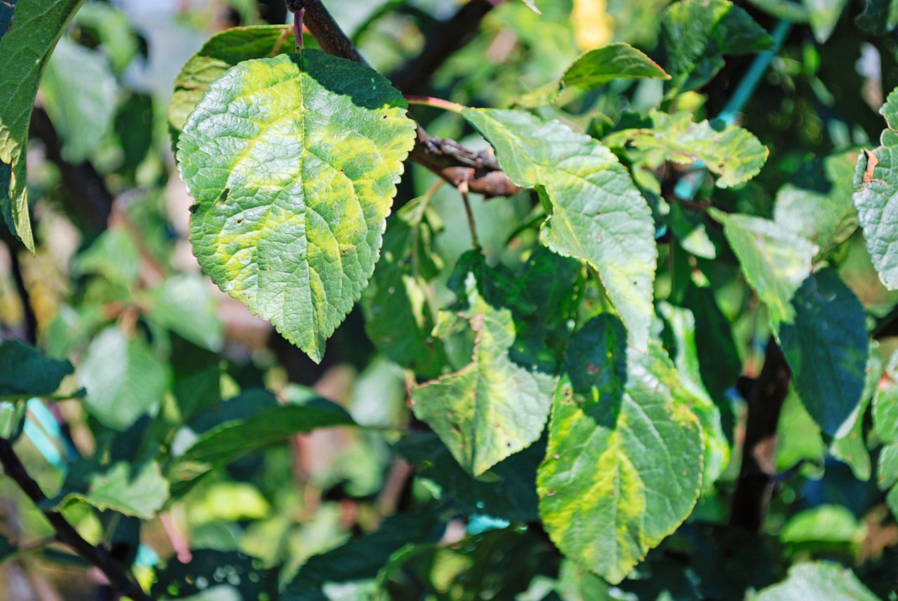 Das Sharka-Virus erzeugt Flecken auf den Blättern von Zwetschgen, Aprikosen und Nektarinen und macht die Früchte ungeniessbar. Bild: Ph. Gut