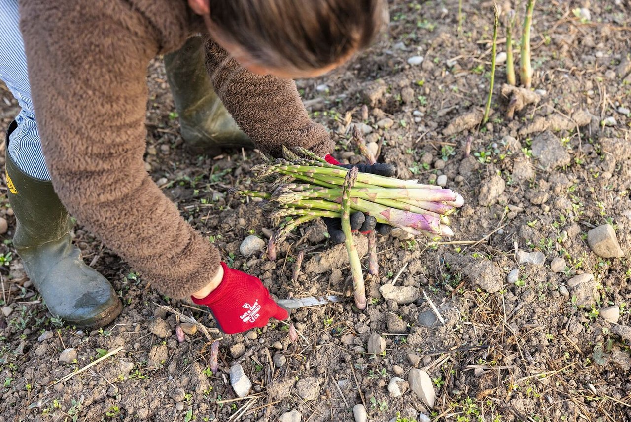 Caroline Röthlisberger schneidet die Spargeln genau über dem Boden ab, ohne die daneben wachsende Pflanze zu verletzen.