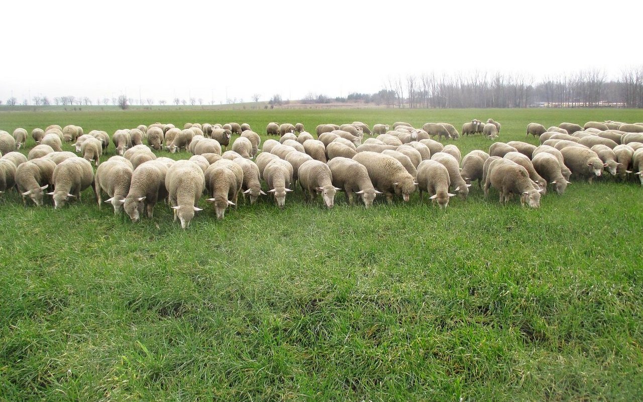 Merino-Fleischschafe weiden im ostdeutschen Bundesland Brandenburg auf dem Winterweizen.