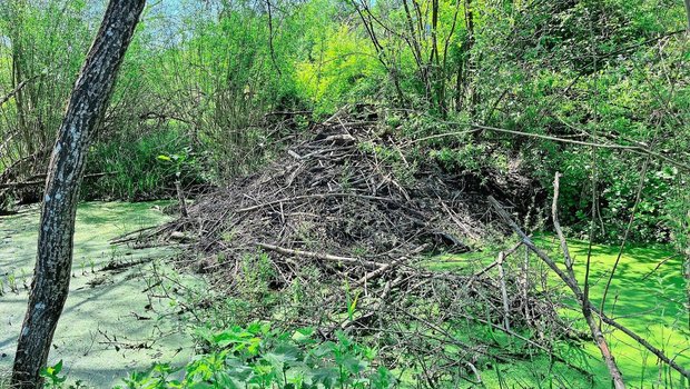 Biber errichten teils beeindruckende Dämme und stauen so das Wasser auf, um den Eingang ihrer Wohnkessel dauerhaft unter der Oberfläche zu halten. Das schafft nebenbei einen diversen Lebensraum. 