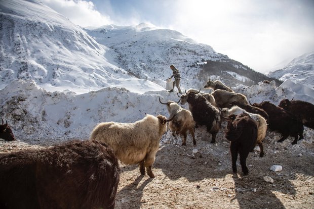 Yaks: Alternative für Schweizer Berg-Landwirtschaft Adrian Regli mit seinen Yaks in Andermatt UR.