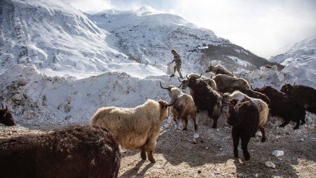 Adrian Regli mit seinen Yaks in Andermatt UR.