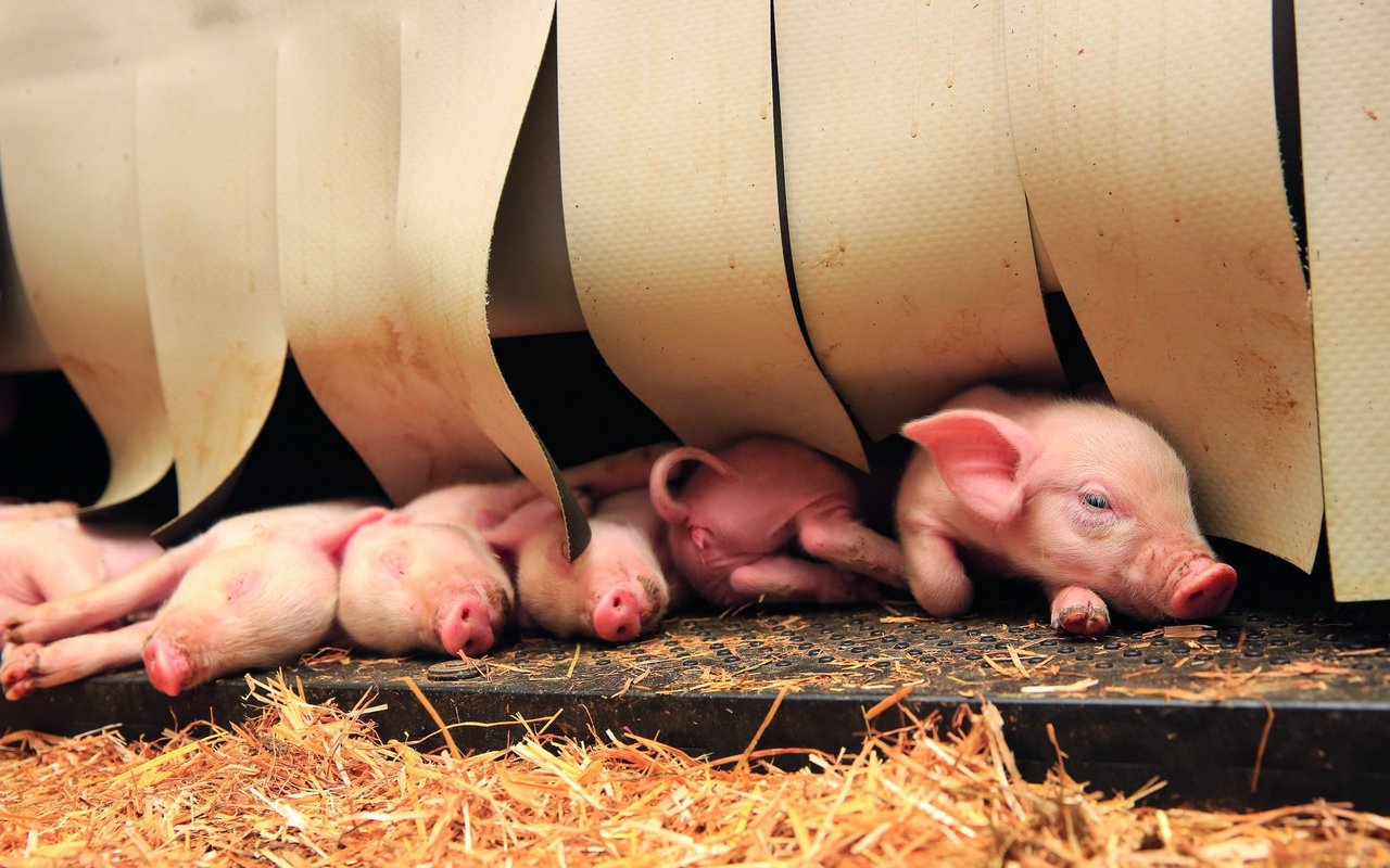 Ferkel lugen unter dem Vorhang des Ferkelnests hervor.