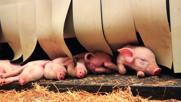 Ferkel lugen unter dem Vorhang des Ferkelnests hervor.