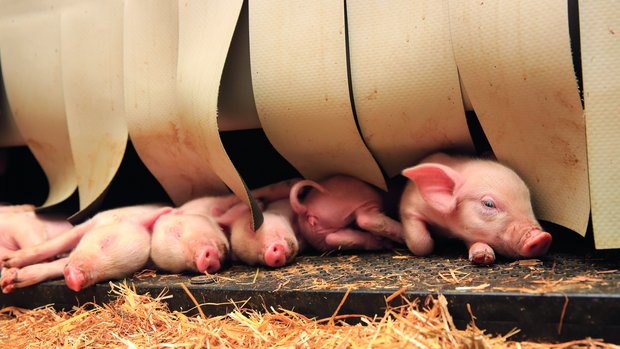 Energieeffizienz Bauernhof Ferkel lugen unter dem Vorhang des Ferkelnests hervor.