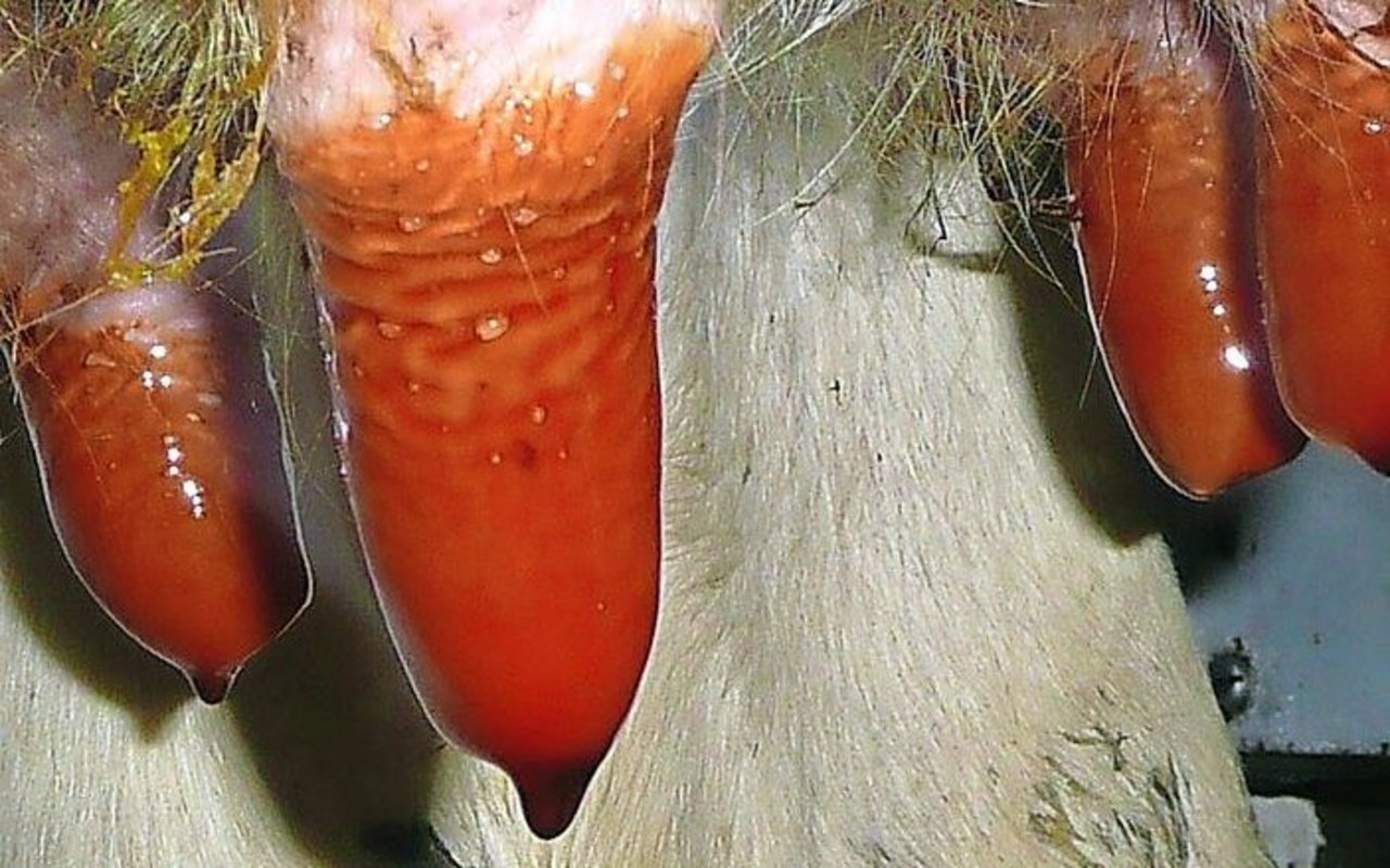 Nach dem Dippen sollten 2/3 der Zitzen benetzt und eine Tropfenbildung am Ende der Zitze erkennbar sein.