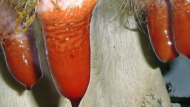 Nach dem Dippen sollten 2/3 der Zitzen benetzt und eine Tropfenbildung am Ende der Zitze erkennbar sein.