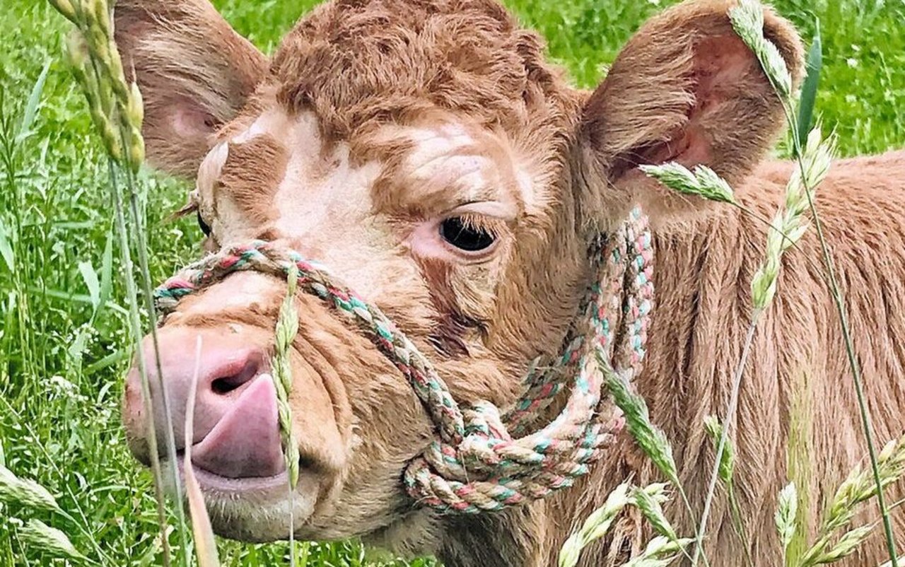 Ein Kalb mit Halfter um den Kopfsteht im hohen Gras. Am Kopf sind Hautveränderungen zu sehen.