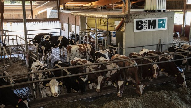 Der Merlin-Melkroboter und die Feedboxen sorgen für ein ruhiges Tierverhalten im Stall von Urs Reimann. Bild: Pia Neuenschwander