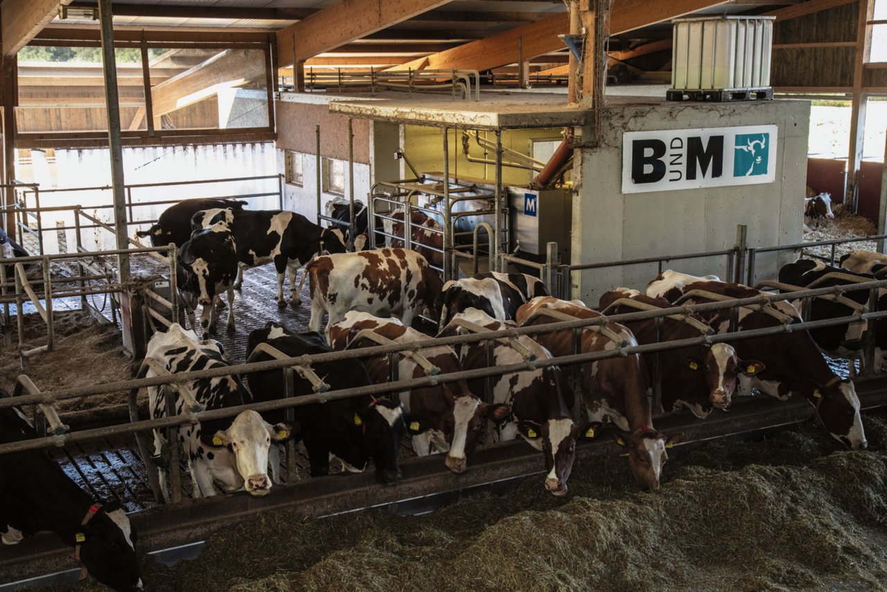 Der Merlin-Melkroboter und die Feedboxen sorgen für ein ruhiges Tierverhalten im Stall von Urs Reimann. Bild: Pia Neuenschwander