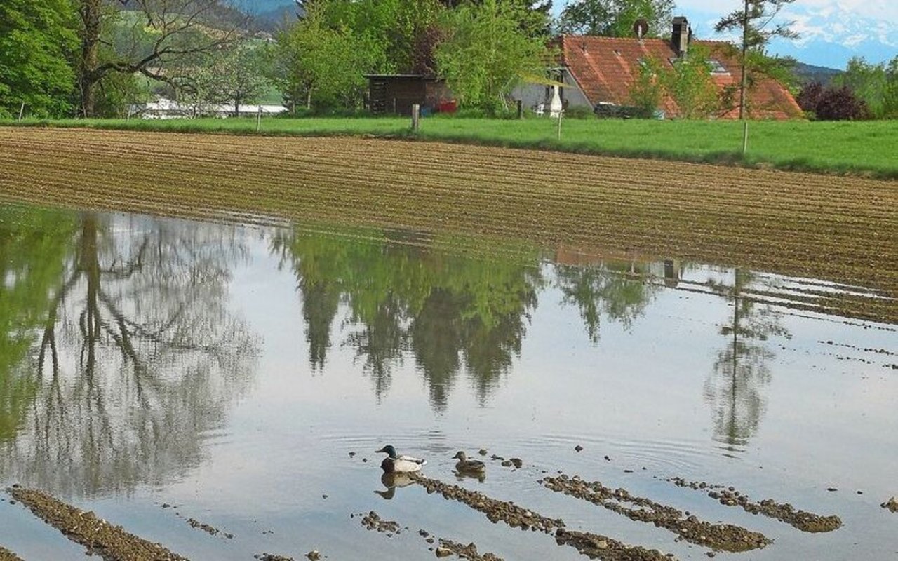 Enten statt Kartoffeln: In Zukunft werden die Wetterextreme weiter zunehmen.