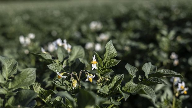Schweizer Kartoffelproduktion Eine blühende Kartoffelpflanze steht auf dem Feld.