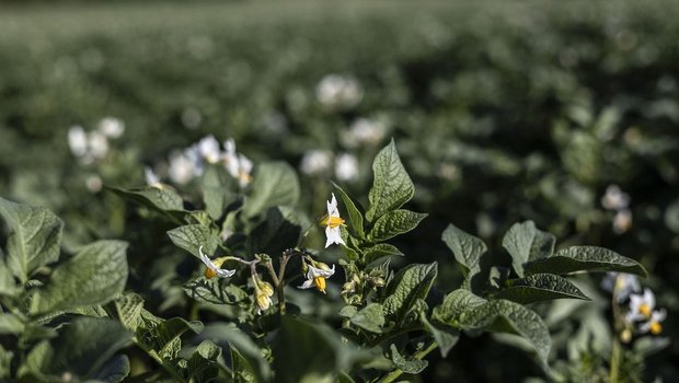 Eine blühende Kartoffelpflanze steht auf dem Feld.