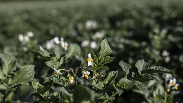 Schweizer Kartoffelproduktion Eine blühende Kartoffelpflanze steht auf dem Feld.