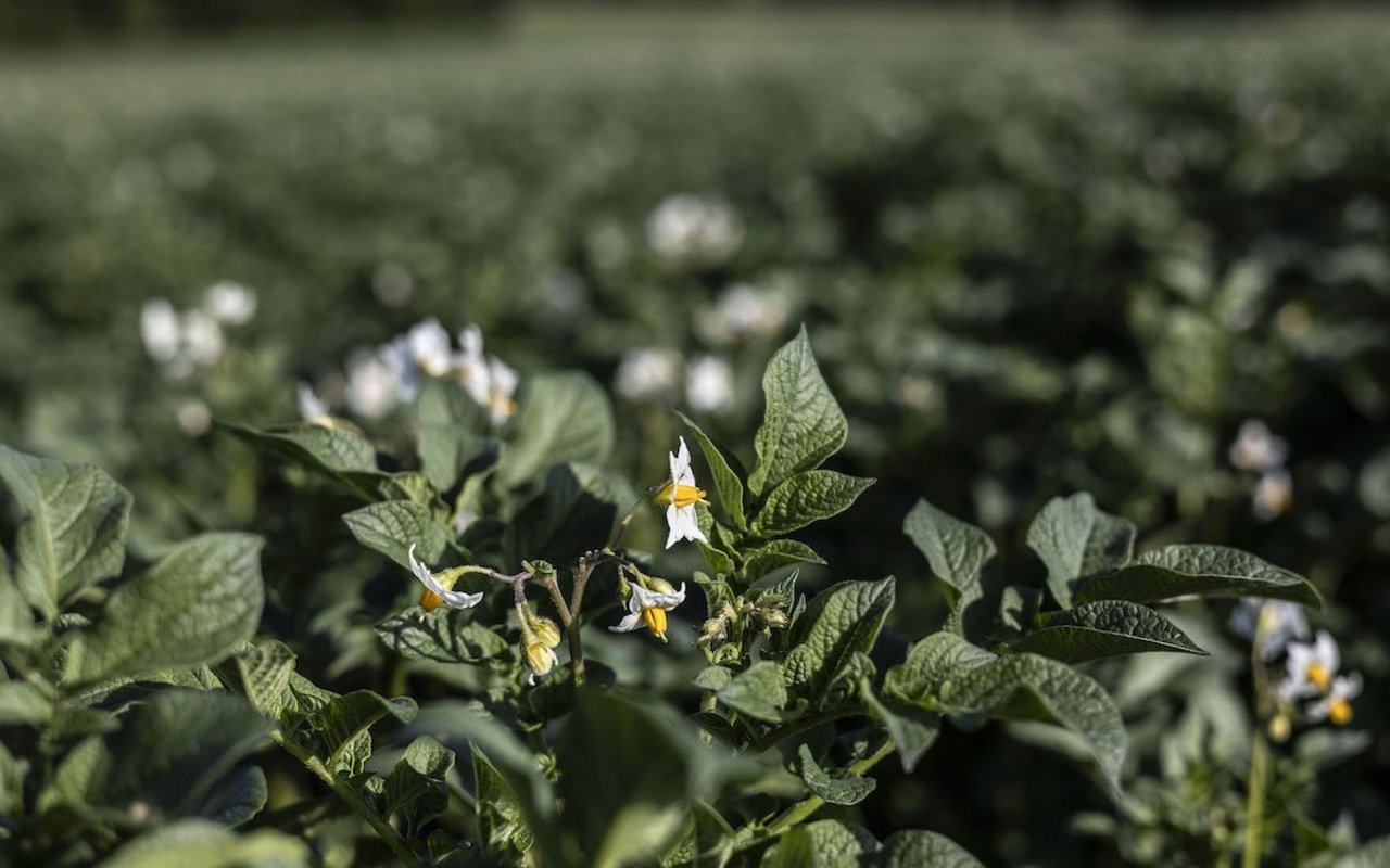 Eine blühende Kartoffelpflanze steht auf dem Feld.