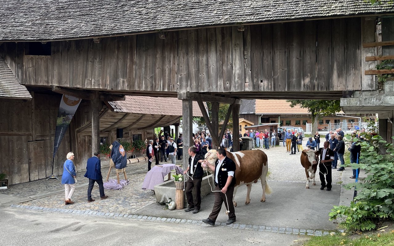 Stier Santos wird an der Halfter vor der "Glungge" vorgeführt.