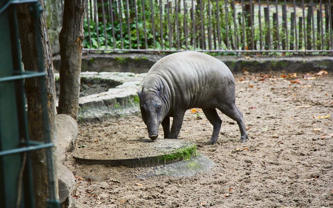 Der Hirscheber oder Babirusa tummelt sich im Bereich mit zahlreichen Wildschweinarten. 