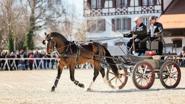 Diesen Samstag zeigt sich, welche Hengstanwärter und somit Vaterlinien den Sprung in die Reihen der Zuchthengste schaffen.   