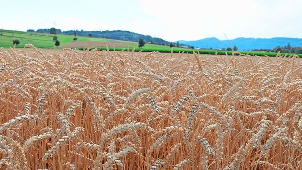 Viel Regen wird erst Viel Regen wird erst für Mitte Monat prognostiziert. Viele Bestände sind aber bereits jetzt in der Kornfüllungsphase.