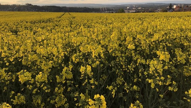 Für die Ernte 2027 kamen gleich drei neue Sorten auf die Liste der empfohlenen Winterrapssorten.