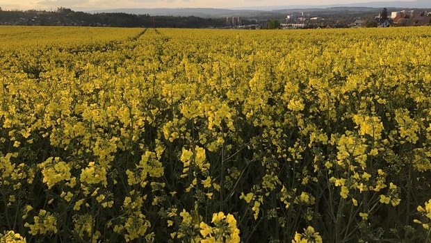 Für die Ernte 2027 kamen gleich drei neue Sorten auf die Liste der empfohlenen Winterrapssorten.