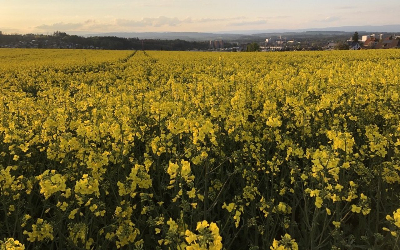 Für die Ernte 2027 kamen gleich drei neue Sorten auf die Liste der empfohlenen Winterrapssorten.