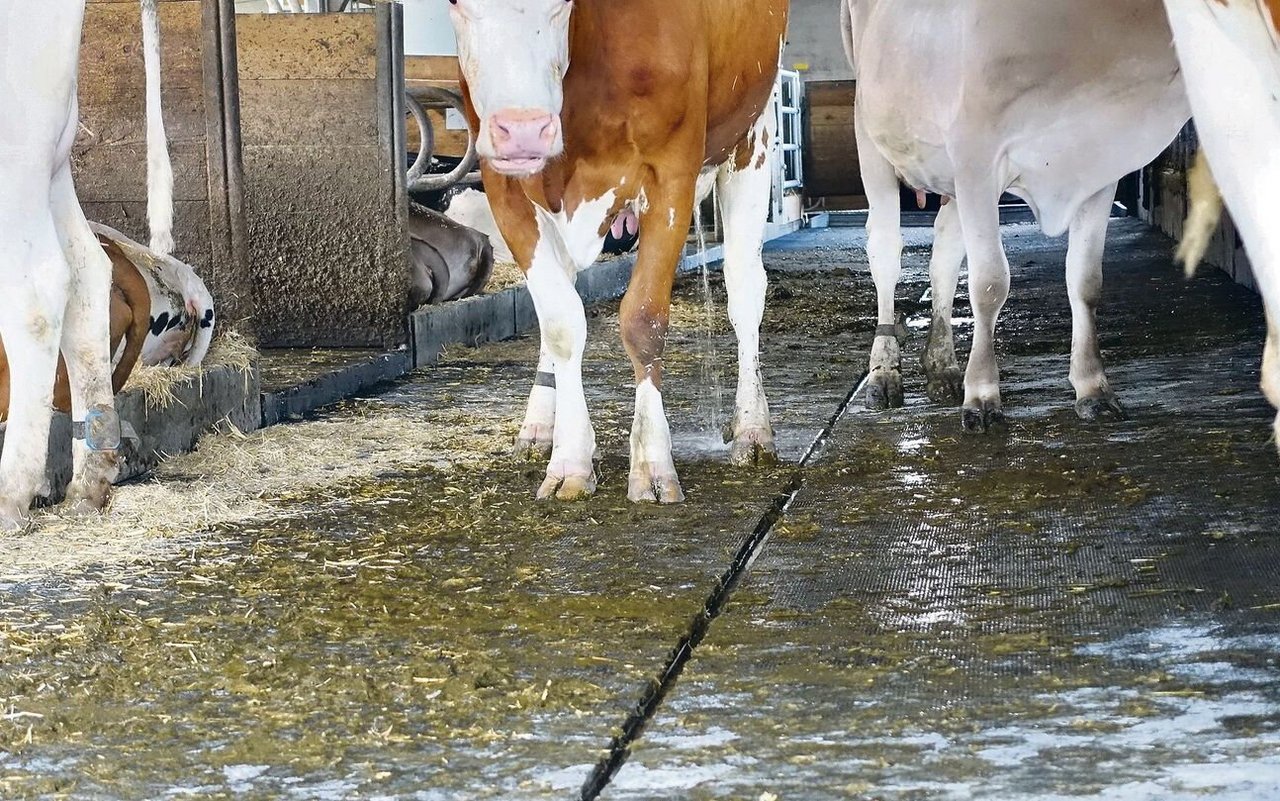 3D-Gummiauflage mit Gefälle zur Harnrinne in einem Rindviehstall. Rascher Harnabfluss reduziert die Ammoniakbelastung markant. 