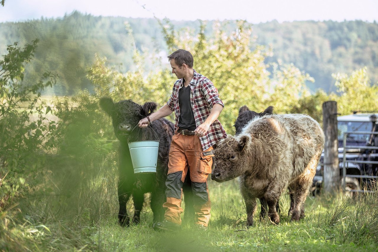 Jonathan Kobel lockt seine Galloway-Jungtiere mit Maiswürfeln. Regelmässiger Kontakt ist wichtig, damit die Tiere zahm sind. Bild: Sebastian Kobel