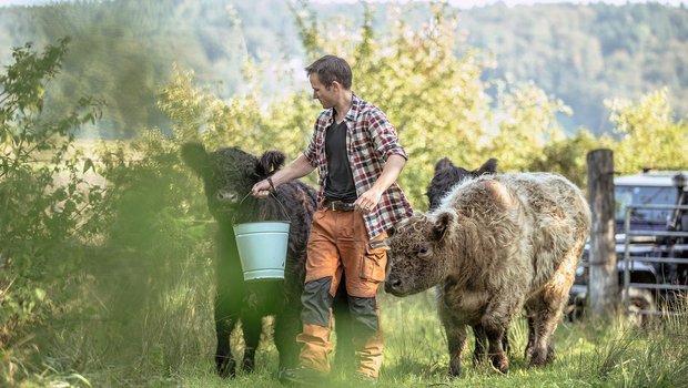 Jonathan Kobel lockt seine Galloway-Jungtiere mit Maiswürfeln. Regelmässiger Kontakt ist wichtig, damit die Tiere zahm sind. Bild: Sebastian Kobel