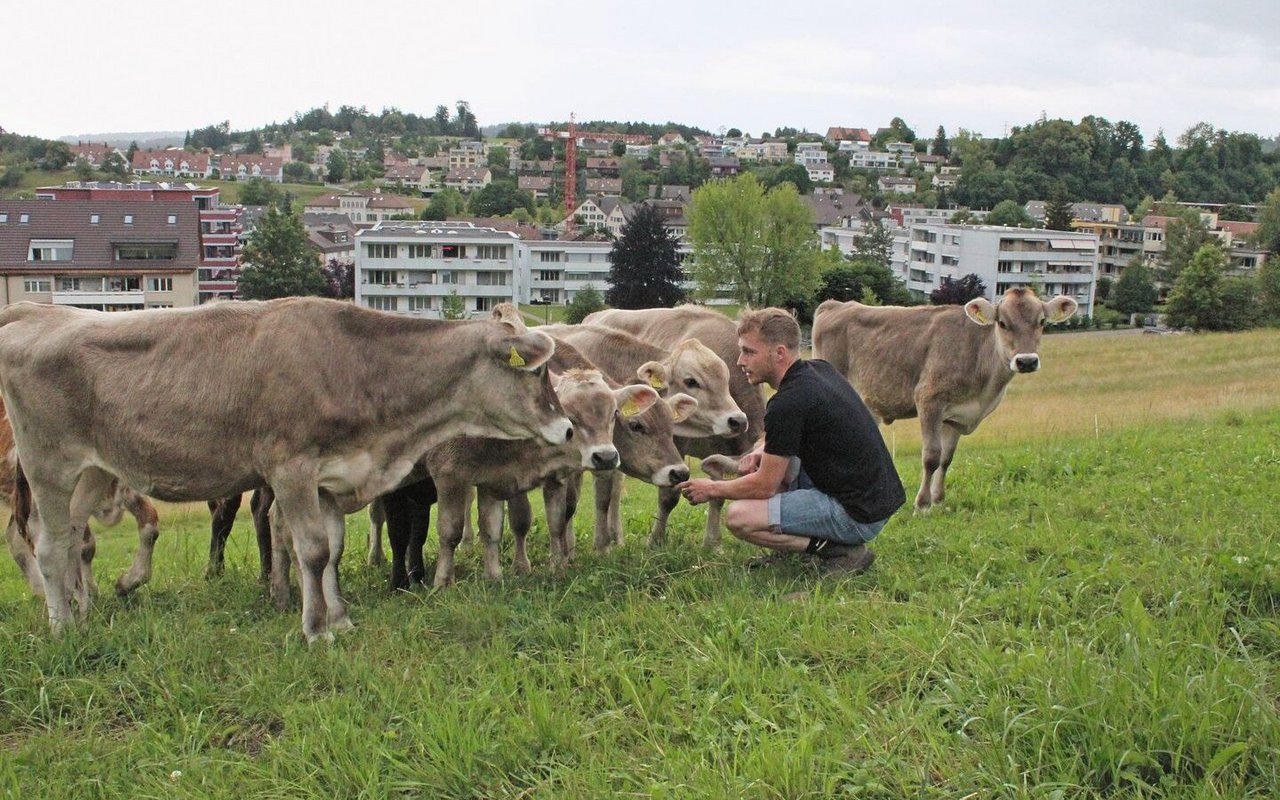 Andreas Pfister ist in der Hocke vor seinen Braunvieh-Rindern auf der Weide. Im Hintergrund sind Wohnquartiere zu sehen.
