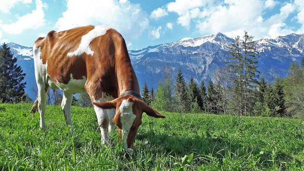 Eine gefleckte Kuh steht auf der Weide und frisst, im Hintergrund sind Berge zu sehen.