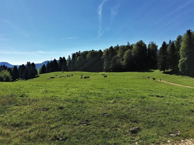 Rinder für die Sömmerung vorbereiten Zur Sömmerungs-Vorbereitung gehören Klauenpflege, die Umstellung auf Weidefutter und bei Bedarf mit Impfungen oder Entwurmungen. Bild: Pierre Gerber