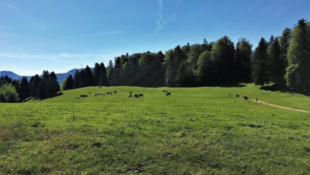 Rinder für die Sömmerung vorbereiten Zur Sömmerungs-Vorbereitung gehören Klauenpflege, die Umstellung auf Weidefutter und bei Bedarf mit Impfungen oder Entwurmungen. Bild: Pierre Gerber