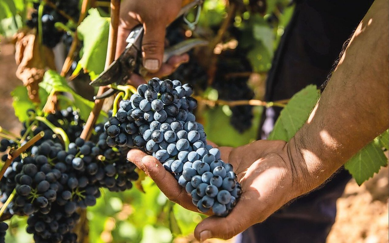 Was wächst, braucht Pflege. Qualifizierte Arbeitskräfte zu finden und zu halten, ist für viele Betriebe eine Herausforderung.