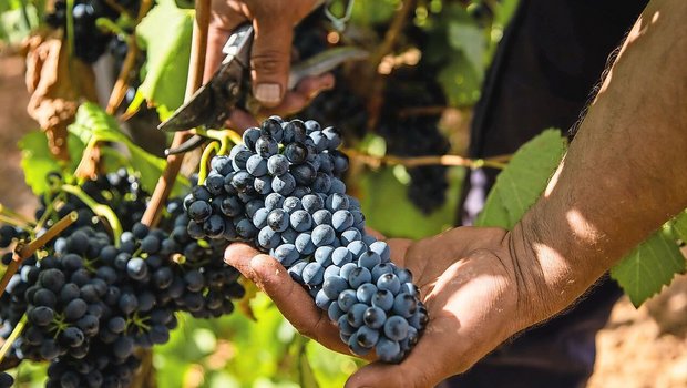 Was wächst, braucht Pflege. Qualifizierte Arbeitskräfte zu finden und zu halten, ist für viele Betriebe eine Herausforderung.