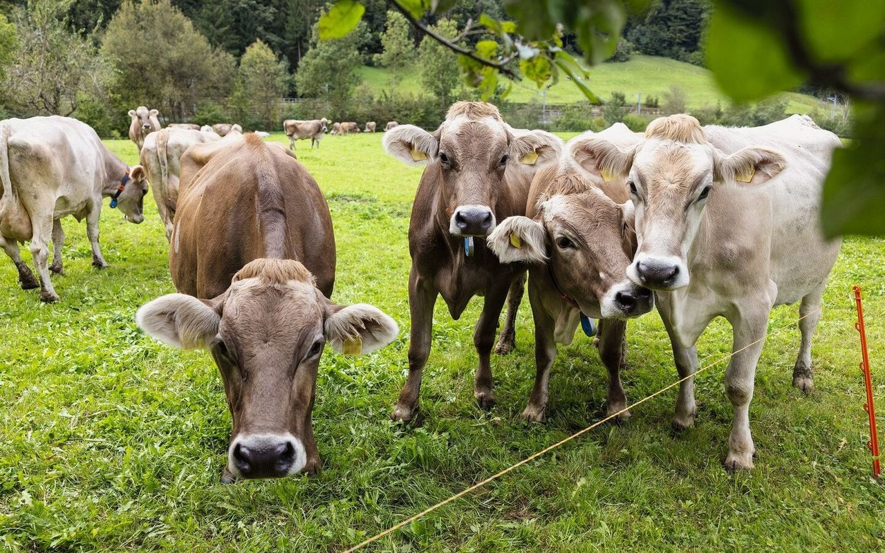 Eine Gruppe von Braunvieh