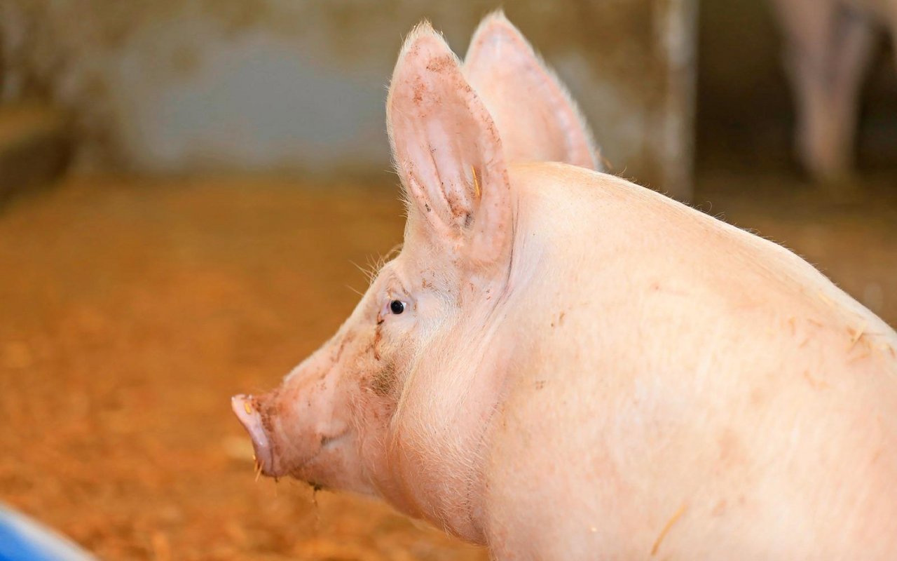 Ob Preis, Pro-Kopf-Konsum oder Betriebszahlen – auf dem Schweinemarkt sind die Zahlen rückläufig.