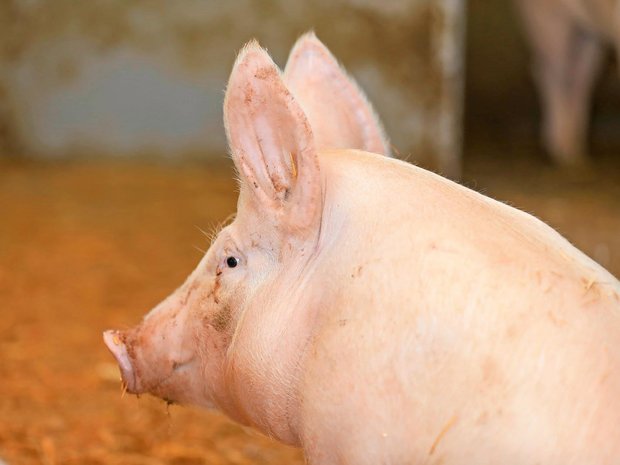 Ob Preis, Pro-Kopf-Konsum oder Betriebszahlen – auf dem Schweinemarkt sind die Zahlen rückläufig.