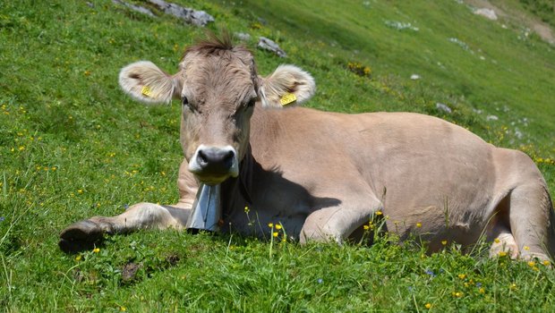 Im natürlichen Lebensraum der Weide hat die Kuh alle Freiheiten. Beim Stallbau sollte daher darauf beachtet werden, diese Freiheiten bestmöglich im Stall zu integrieren, um die Tiergesundheit zu erhöhen. 