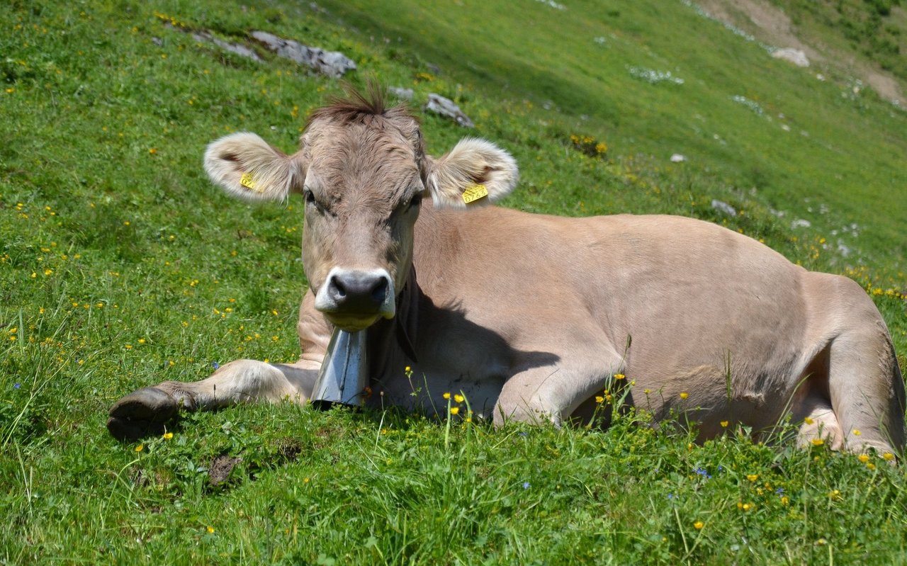 Im natürlichen Lebensraum der Weide hat die Kuh alle Freiheiten. Beim Stallbau sollte daher darauf beachtet werden, diese Freiheiten bestmöglich im Stall zu integrieren, um die Tiergesundheit zu erhöhen. 