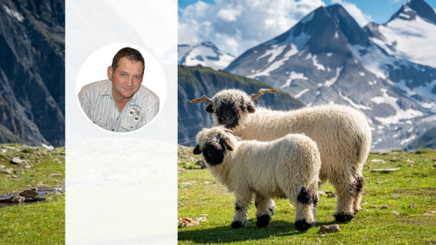 Walliser Schwarznasenschafe Das Porträt von Rolf Kalbermatten vor dem Bild zweier Schwarznasenschafen auf der Alp.