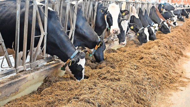 Maissilage hat unter anderem den Vorteil, dass sie über eine ganzjährig homogene Qualität verfügt.
