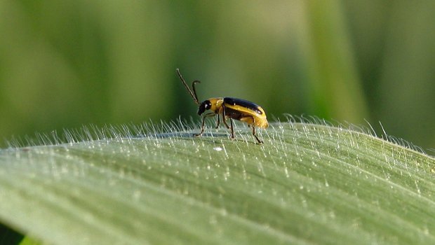 Adulte Maiswurzelbohrer fliegen bis zu 100 Kilometer weit. Bild: BauZ